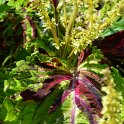 Solenostemon x 'Kong Mosaic'